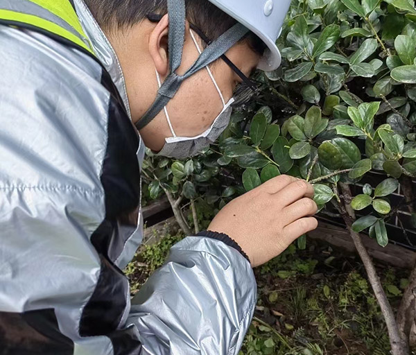 林業(yè)有害生物防治